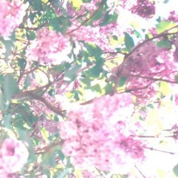 Actual Water - The Paisley Orchard