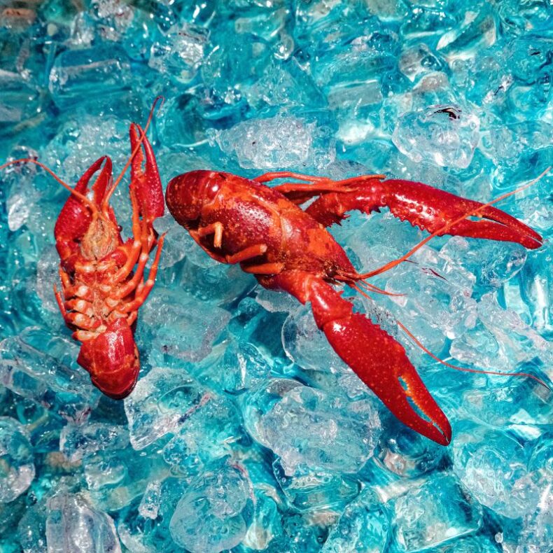 SPILL VIDEO PREMIERE: THE ROOF DOGS – “NIHILIST CHANT” The Roof Dogs