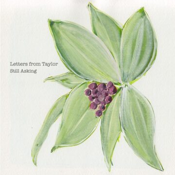 SPILL ALBUM REVIEW: LETTERS FROM TAYLOR – STILL ASKING Letters From Taylor