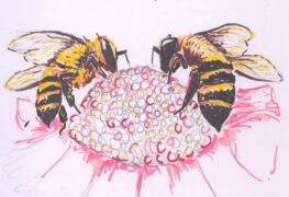 The Burning Feathers