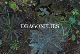 Dragonflies