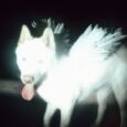 SPILL ALBUM REVIEW: FAT DOG – CANCEL ME (I’M TIRED) Fat Dog